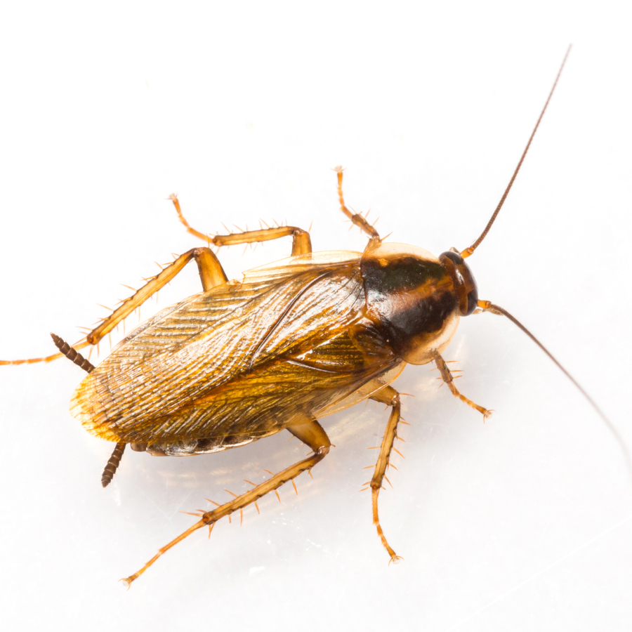 Rotbrauner bis rotgelber Käfer mit stacheligen Beinen (Tibialdornen), 11-13 mm lang, längliche Form.